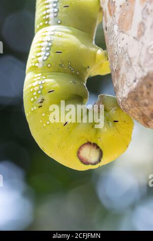 Oleander Hawk Moth Caterpillar (Daphnis nerii, Sphingidae) kriechen auf Steinbrett eines Tisches auf Garten, Thailand. Stockfoto
