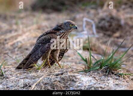 Raubvögel in der Tierwelt Pakistans Stockfoto