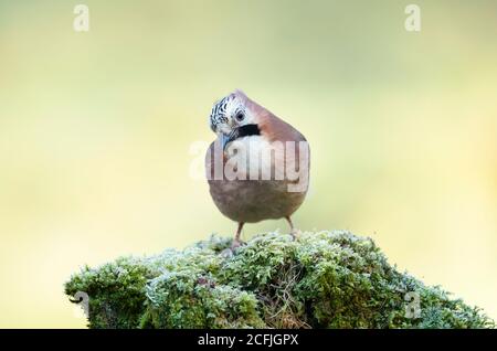 Nahaufnahme des Eurasischen Eichelhäher (Garrulus glandarius) auf einem Bemoosten Baumstamm, Schottland thront. Stockfoto