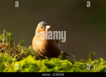 Nahaufnahme eines männlichen Common Chaffinch (Fringilla coelebs) auf einem moosigen Baum, Großbritannien. Stockfoto