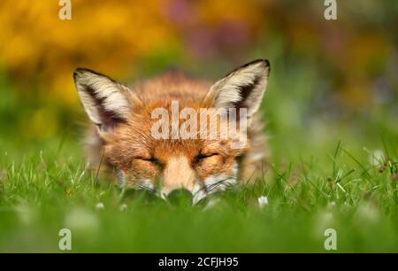 Nahaufnahme eines Rotfuchses (Vulpes vulpes), der tagsüber auf Gras in einem Garten schläft, Großbritannien. Stockfoto