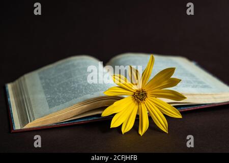 Eine gelbe Herbstblume liegt in einem offenen Buch auf dunklem Hintergrund. Herbst gemütliches Stillleben. Herbstzeitkonzept. Nahaufnahme. Selektiver Fokus. Speicherplatz kopieren. Stockfoto