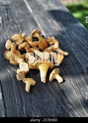 Haufen gelbe Pfifferlinge Pilze (cantharellus cibarius) auf rustikalem Holztisch. Speicherplatz kopieren. Stockfoto