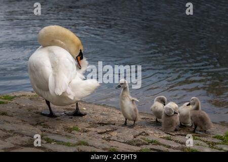 Stumm Schwan mit Cygnets Austrocknen. Stockfoto