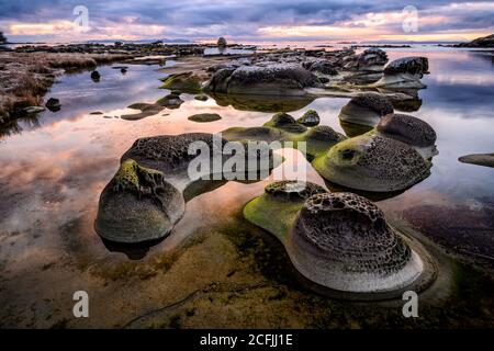 Heron Rocks bedeckt mit Moosen, umgeben vom Meer auf der Hornby Island, Kanada Stockfoto