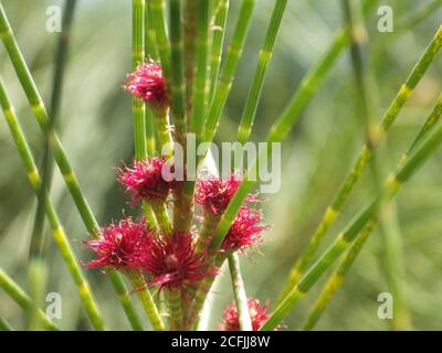 Nahaufnahme eines schönen Casuarina-Baumes in Blüte Stockfoto