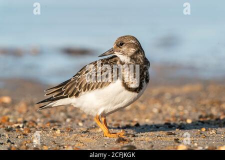 Ruddy Turnstone (Arenaria interpres) Erwachsene preening am Strand in Norfolk, Großbritannien Stockfoto