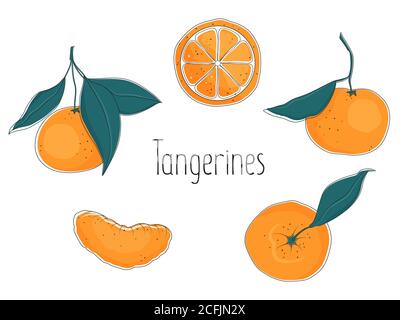Satz orangefarbener Mandarinen mit Blättern, ganz und Scheibe, Vektorgrafik. Stock Vektor