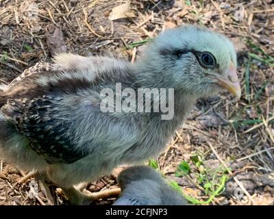 Nahaufnahme eines kleinen Easter Egger Chic in der Natur Stockfoto