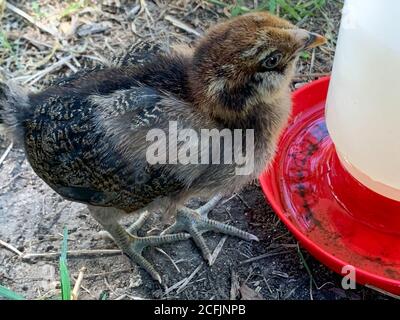 Nahaufnahme eines kleinen Easter Egger Chic in der Natur Stockfoto