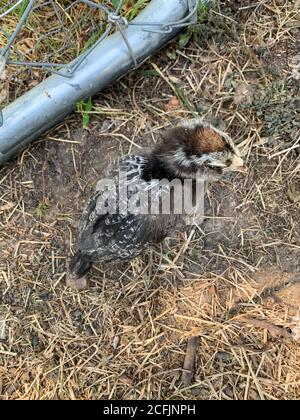 Vertikale Aufnahme eines kleinen Easter Egger chic in der Natur Stockfoto