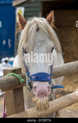 Ein Kopf eines Welsh Cob Hengst über einen Zaun. Stockfoto