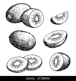 Kiwi Obst Grafik schwarz weiß isoliert Skizze Illustration Vektor Stock Vektor