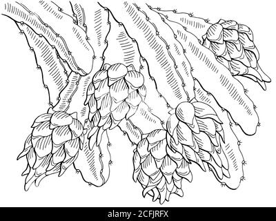 Pitaya Drachen Frucht Grafik Zweig schwarz weiß isoliert Skizze Illustration vektor Stock Vektor