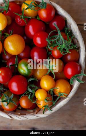 Mehrfarbige Tomaten verschiedener Sorten in einer Weidenschale auf einem Holzhintergrund. Cherry Tomate Svenhu Nahaufnahme. Rotes und gelbes Gemüse Stockfoto