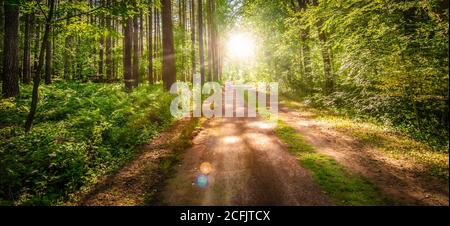 Sonnenaufgang Landschaft mit Weg durch den Laubwald. Stockfoto