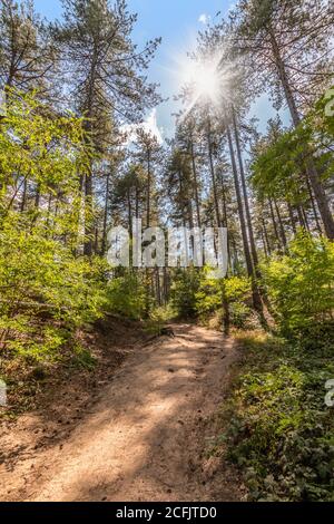 Wanderweg durch den sonnigen Wald. Stockfoto