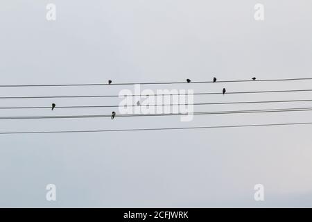 Scheune Schwalbe Hirundo rustica Vögel sitzen auf elektrischen Drähten Stockfoto