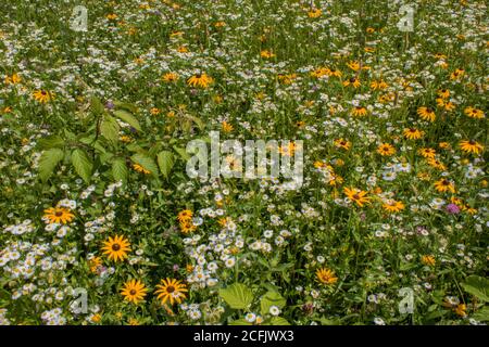 Wiese Wildblumen einschließlich Black-eyed Susan und Daisy Fleabane wachsen natürlich in einer wilden Sommerwiese in Pennsylvania Pocono Mountains. Stockfoto