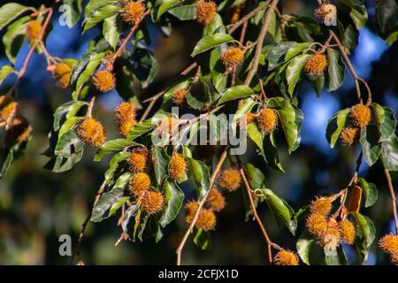 Beechnut hängt an einem Ast einer Buche, auch Fagus sylvatica oder Buchecker genannt Stockfoto