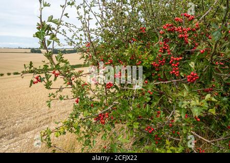 Leuchtend rote Beeren oder Hagebutten auf einem Weißdornbaum (Crataegus monogyna) in einer Hecke neben Feldern im Spätsommer, UK Stockfoto