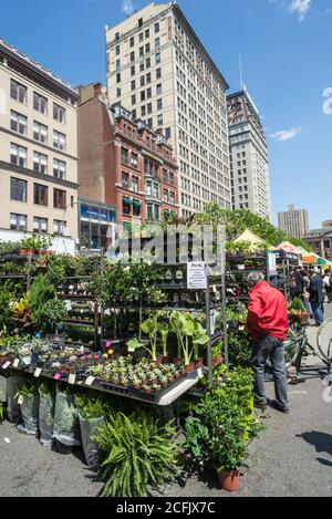 Union Square, NEW YORK - 20. Mai 2016: Garten und Topfpflanzen zum Verkauf auf dem Bauernmarkt in Union Square, New York City Stockfoto