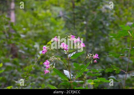 Nahaufnahme des Himalaya Balsam, auch Impatiens glandurifera oder springkraut genannt Stockfoto
