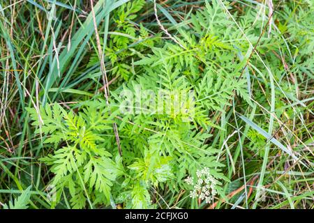 Ambrosia artemisiifolia Draufsicht im Grasland, Ungarn Stockfoto