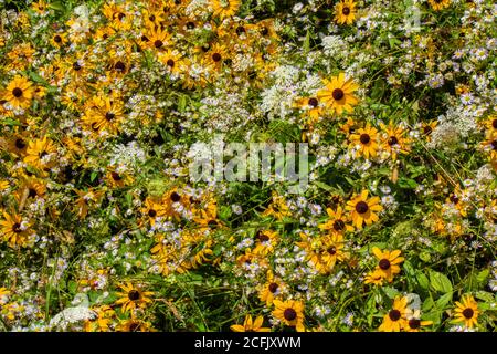 Wiese Wildblumen einschließlich Black-eyed Susan, Queen Ann's Lace, und Daisy Fleabane wachsen natürlich in einer wilden Sommerwiese in Pennsylvania Pocon Stockfoto