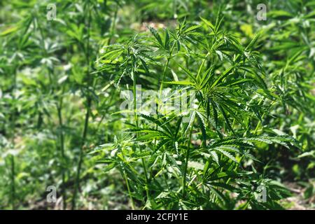 Sonnige Hanfplantage auf Ackerland mit grünen Cannabispflanzen in Österreich, Tirol Stockfoto