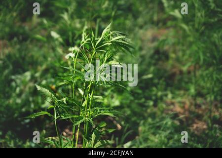 Sonniges Detail einer Hanfpflanze auf einer Bauernplantage mit grünen Cannabispflanzen in Österreich, Tirol Stockfoto