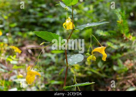 Berühren Sie mich nicht Balsam wächst im Wald, auch Impatiens noli tangere oder Grosses Springkraut genannt Stockfoto