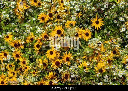 Wiese Wildblumen einschließlich Black-eyed Susan, Queen Ann's Lace, und Daisy Fleabane wachsen natürlich in einer wilden Sommerwiese in Pennsylvania Pocon Stockfoto