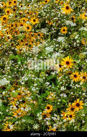 Wiese Wildblumen einschließlich Black-eyed Susan, Queen Ann's Lace, und Daisy Fleabane wachsen natürlich in einer wilden Sommerwiese in Pennsylvania Pocon Stockfoto