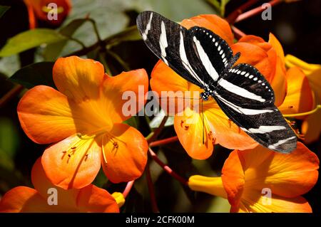Zebra Longwing Butterfly lateinischer Name Heliconius charitonius auf tropischem Rhododendron simbu Sonnenuntergang Blumen Stockfoto
