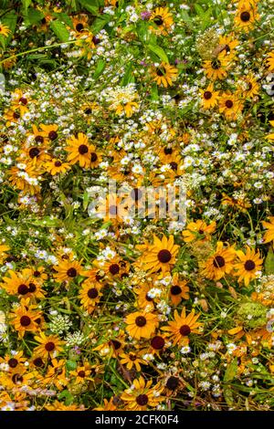 Wiese Wildblumen einschließlich Black-eyed Susan, Queen Ann's Lace, und Daisy Fleabane wachsen natürlich in einer wilden Sommerwiese in Pennsylvania Pocon Stockfoto