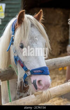 Ein Kopf eines Welsh Cob Hengst über einen Zaun. Stockfoto