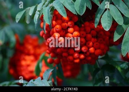 Zweig mit leuchtend roten Vogelbeeren oder aschbeere auf einer Esche mit dem Hintergrund von grünen Baumblättern in einem wilden Wald. Stockfoto