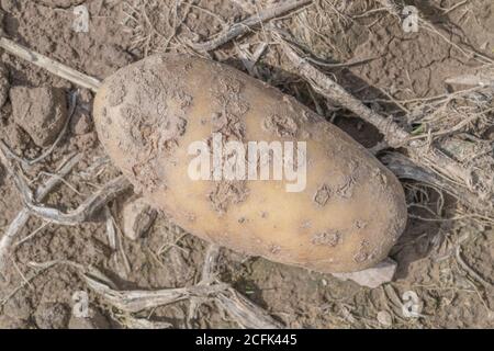 Krankheitsschäden / erkrankte Kartoffel. Möglicherweise ist dies eine pulverförmige Schorf-Krankheit. Abscheuige Kartoffel. Stockfoto