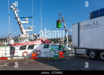 Castletownbere, Cork, Irland. September 2020. Die Fischereirechte sind zu einem integralen Thema der britischen Brexit-Verhandlungen geworden, wobei Boris Johnsons Regierung versucht, die Fangquote für britische Fischer nach dem Brexit zu verdoppeln. Bild zeigt Trawler Illunbe, der seinen Fang in Castletownbere, West Cork, Irland, auf einen Kühlwagen auslastet und nach Spanien exportiert. - Credit; David Creedon / Alamy Live News Stockfoto