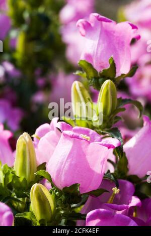 Ampanula Medium, gebräuchlicher Name Canterbury Bells, auch bekannt als Glockenblume. Stockfoto