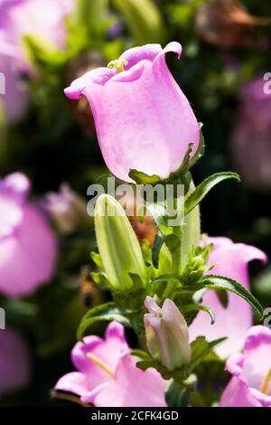 Ampanula Medium, gebräuchlicher Name Canterbury Bells, auch bekannt als Glockenblume. Stockfoto