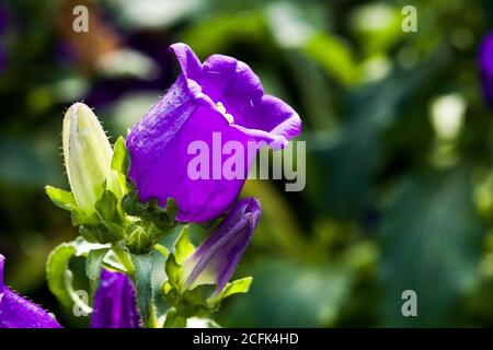 Ampanula Medium, gebräuchlicher Name Canterbury Bells, auch bekannt als Glockenblume. Stockfoto