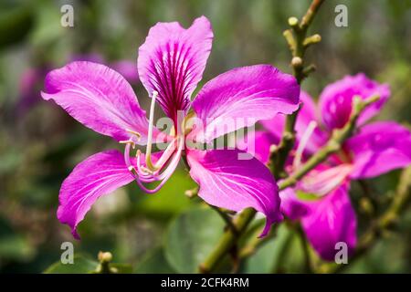 Bauhinia purpurea Blume, Orchideenbaum, variegata Stockfoto