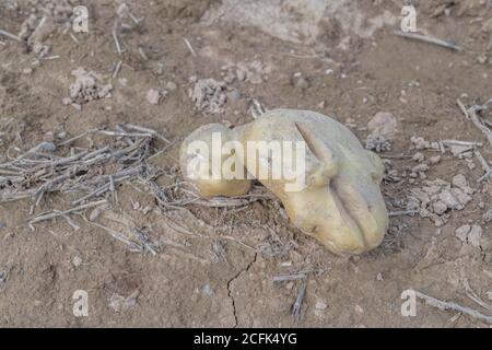 Beschädigte Kartoffelernte / Kartoffelknolle. Weggeworfene, zugeschnittene Kartoffel mit Wachstumsrissen, physiologischen Deformationen, die sich während der Vegetationsperiode bilden. Stockfoto