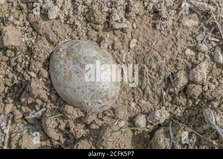 Krankheit beschädigt Kartoffelernte / Kartoffelknolle. Weggeworfene, zugeschnittene Kartoffel, die die glänzende Hautoberfläche von Silver Scurf zeigt, aber unsicher. Stockfoto