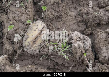 Beschädigte Kartoffelernte / Kartoffelknolle. Weggeworfene, zugeschnittene Kartoffel mit Wachstumsrissen, physiologischen Deformationen, die sich während der Vegetationsperiode bilden. Stockfoto