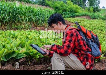 Agronom mit Technologie-App ein Tablet Überprüfung Grow-Analyse von Tablette in landwirtschaftlichen Nutzflächen