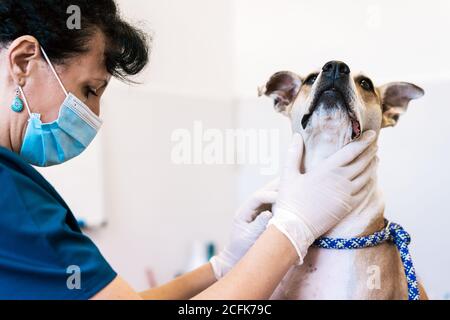 Crop Arzt in Handschuhen Untersuchung gehorsam Hund während der Arbeit in Zeitgenössische Tierarztklinik auf weißem Hintergrund Stockfoto