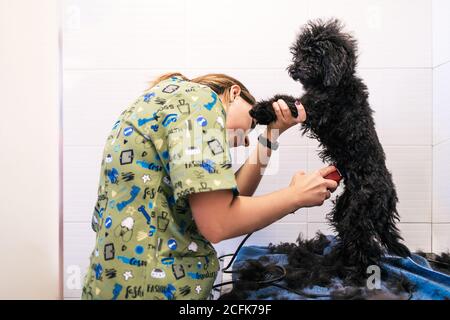 Frau Groomer dabei Haarschnitt mit Elektrorasierer für niedlichen Hund In der Klinik Stockfoto